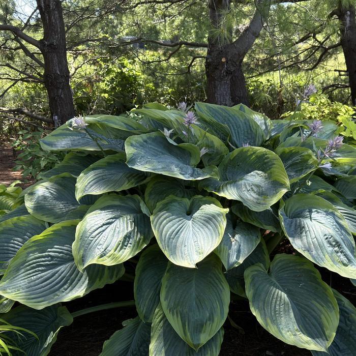 Hosta Shadowland® Wu La La