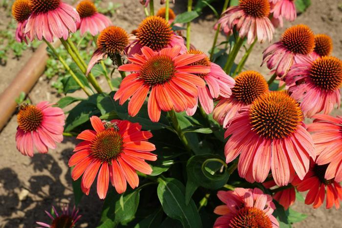 Echinacea x hybrida Sombrero® Tango Tangerine
