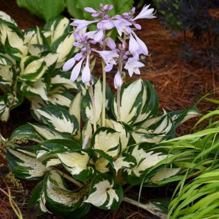 Hosta fortunei Fire and Ice