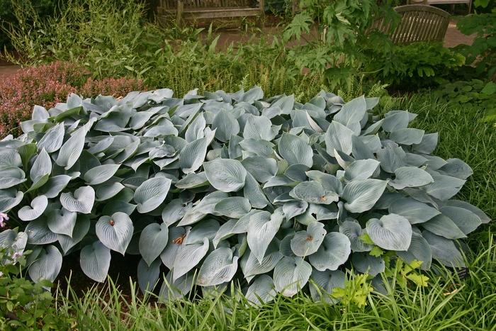 Hosta x tardiana Halcyon