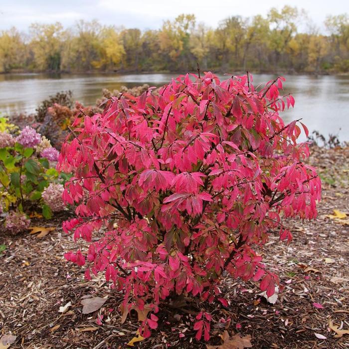 Euonymus alatus Fire Ball Seedless® PPAF