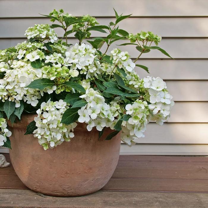 Hydrangea Fairytrail® White