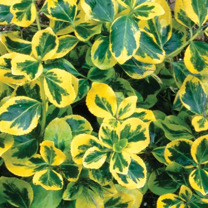 Euonymus fortunei Gold Splash®