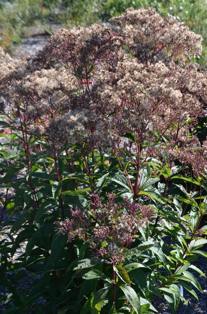 Eupatorium dubium Baby Joe PP20320