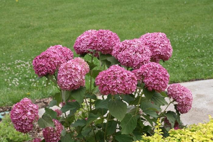 Hydrangea arborescens Invincibelle Mini Mauvette® PP30358