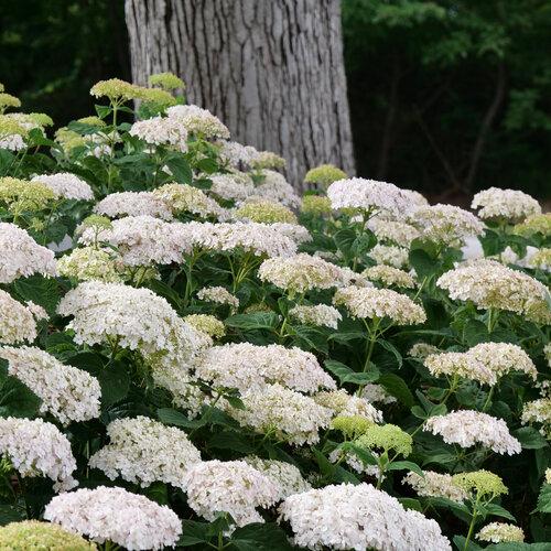 Hydrangea arborescens Invincibelle Wee White® PP30296