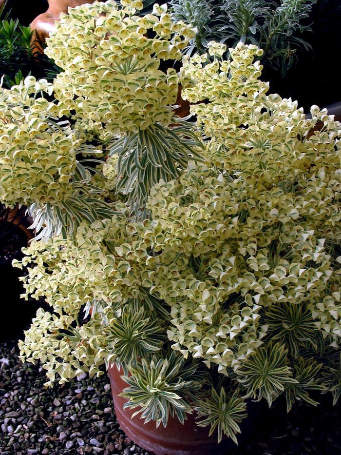 Euphorbia Tasmanian Tiger