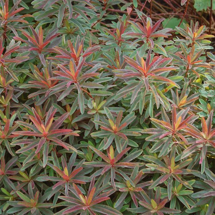 Euphorbia polychroma Bonfire PP18585