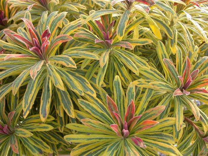 Euphorbia martinii Ascot Rainbow