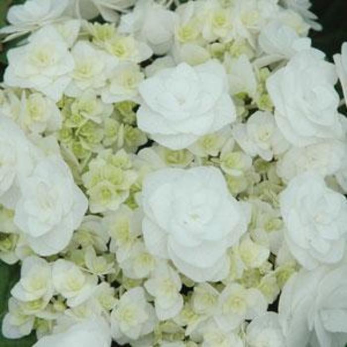 Hydrangea macrophylla Double Delights™ Wedding Gown PP21052