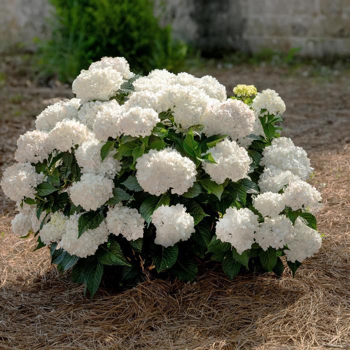 Hydrangea macrophylla DreamCloud™ PPAF