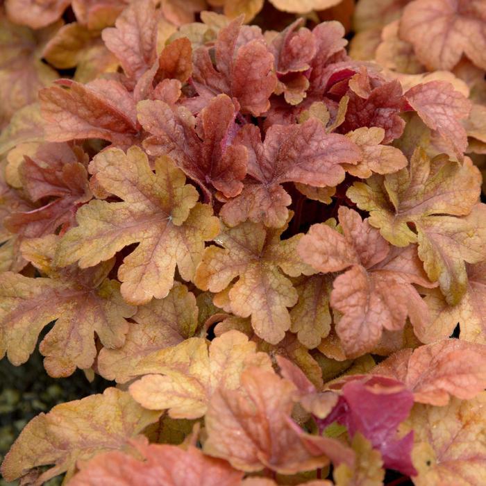 Heucherella Buttered Rum