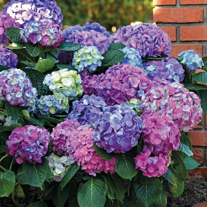 Hydrangea macrophylla L.A. Dreamin®