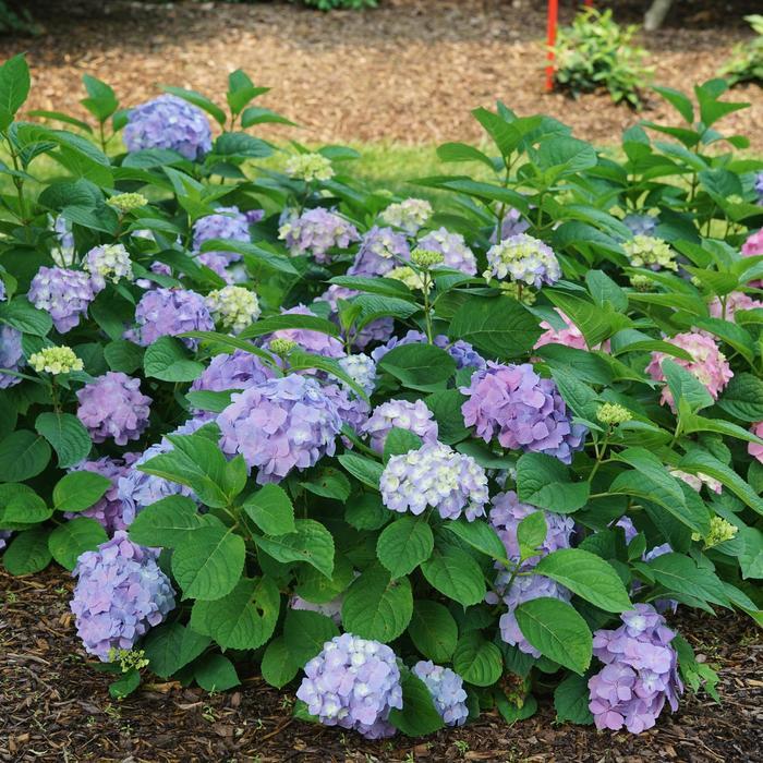 Hydrangea macrophylla Let's Dance Sky View® PP34327