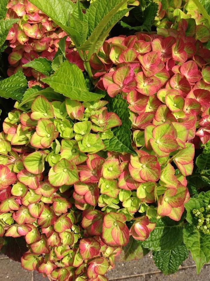 Hydrangea macrophylla Tilt-A-Swirl® PP26426