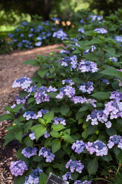Hydrangea macrophylla Twist & Shout® PP20176