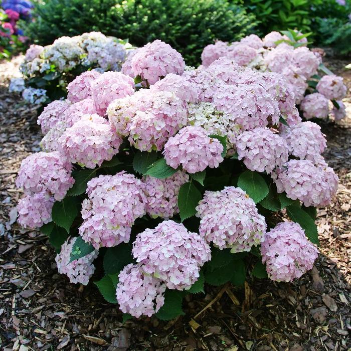 Hydrangea macrophylla Wee Bit Innocent® PP35815
