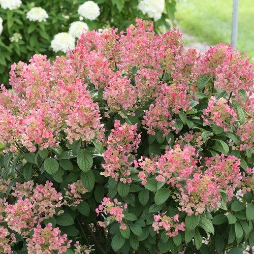 Hydrangea paniculata Little Quick Fire® PP25136
