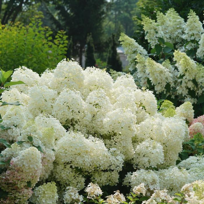 Hydrangea paniculata Puffer Fish® PP35316