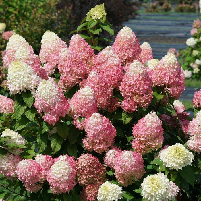 Hydrangea paniculata Quick Fire Fab® (Tree Form)