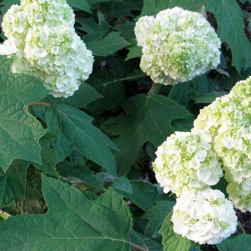 Hydrangea quercifolia Gatsby Moon® PP25413