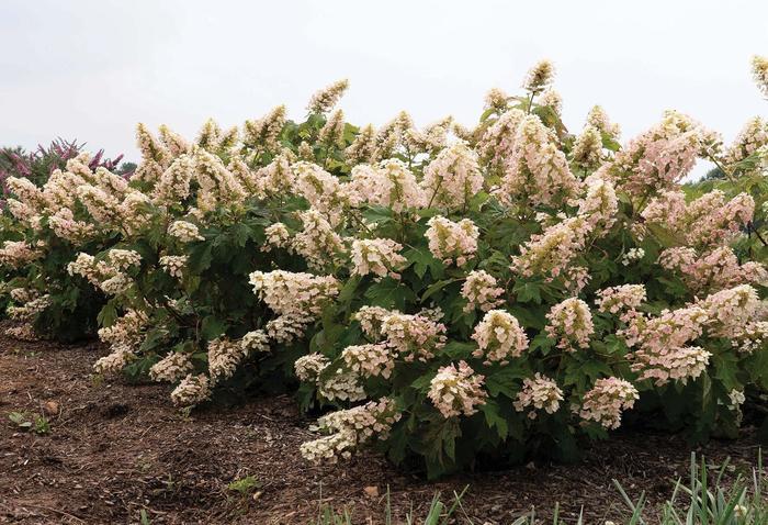 Hydrangea quercifolia Li'l Annie Oakleaf™ PP36030