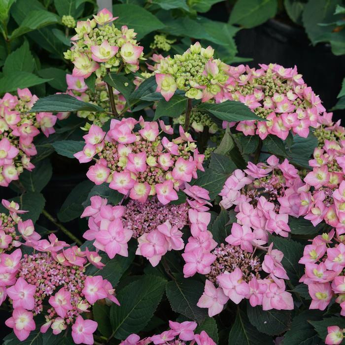 Hydrangea serrata Let's Dance Can Do!® PP32548