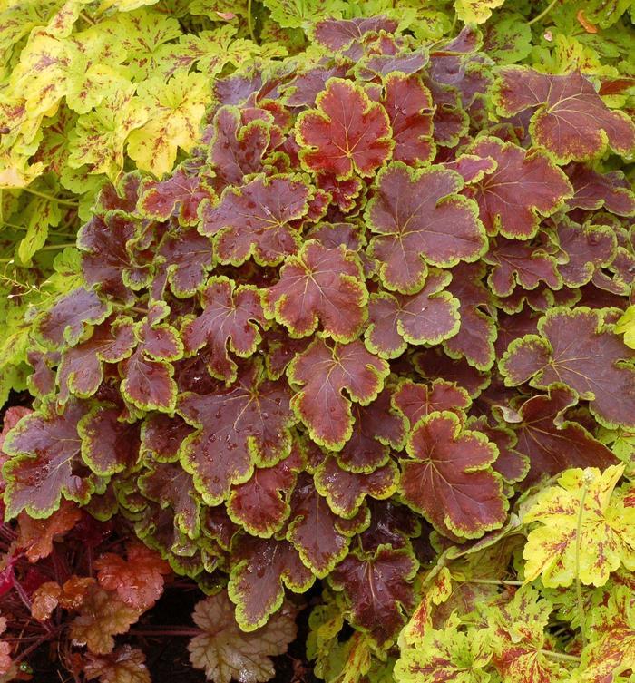 Heucherella Solar Eclipse