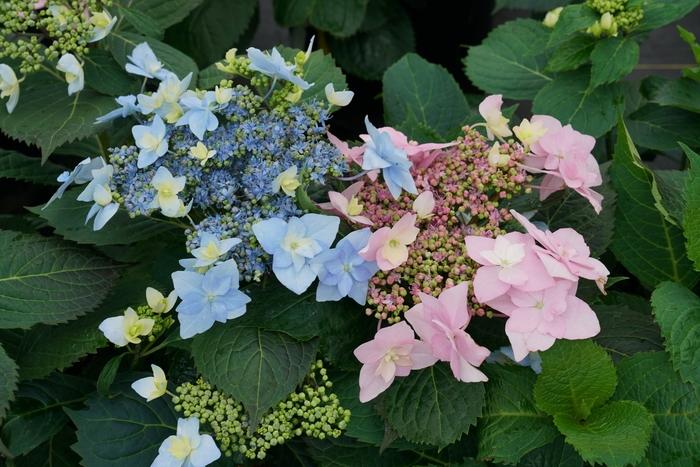 Hydrangea serrata Tuff Stuff Ah-Ha® PP29832