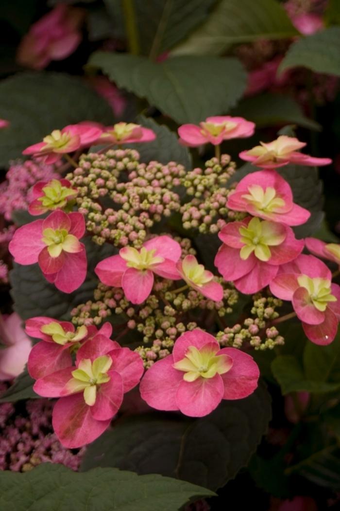 Hydrangea serrata Tuff Stuff™ PP24820