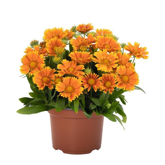 Gaillardia aristata Spintop™ Mango PP35273