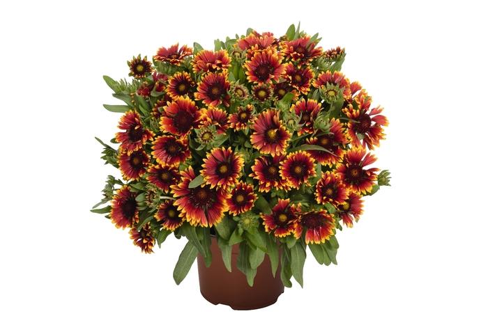 Gaillardia aristata Spintop™ Orange Halo PP29205