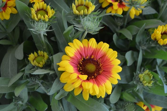 Gaillardia aristata Spintop™ Red Starburst PPAF