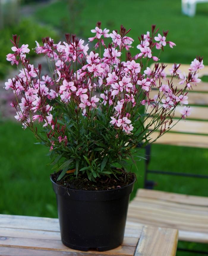 Gaura lindheimeri Baby Butterfly™ Dark Pink PP30170