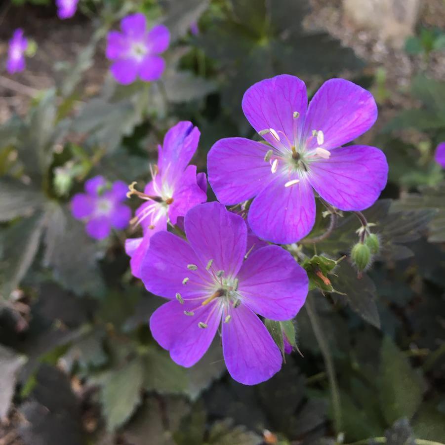 Geranium Dark Roast
