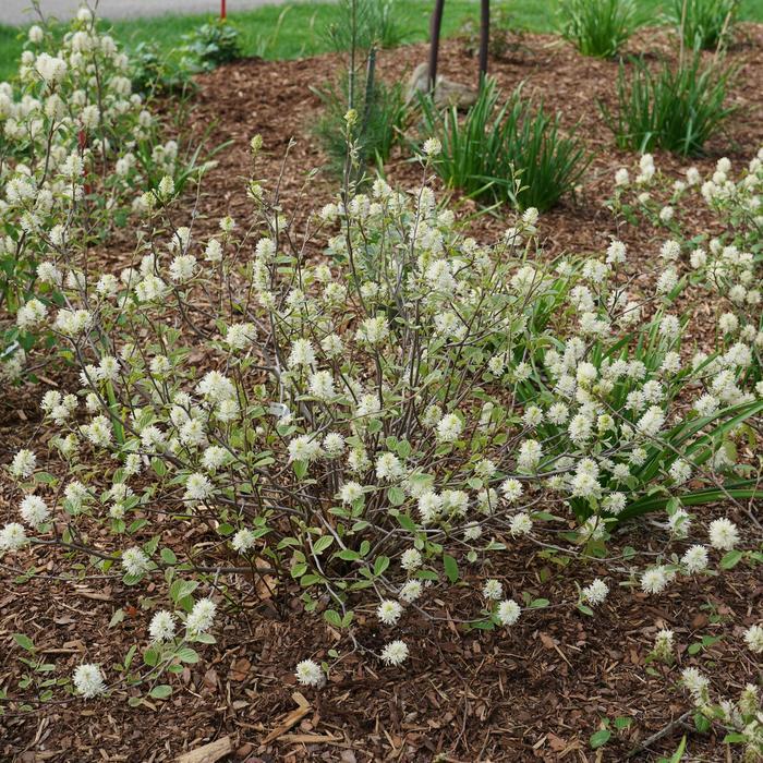 Fothergilla x intermedia Legend Of The Small® PP34139