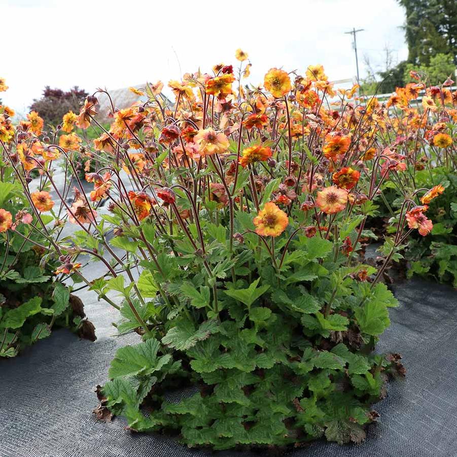 Geum Tempo™ Fiesta