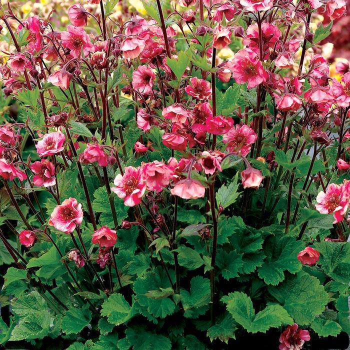 Geum Tempo™ Rose