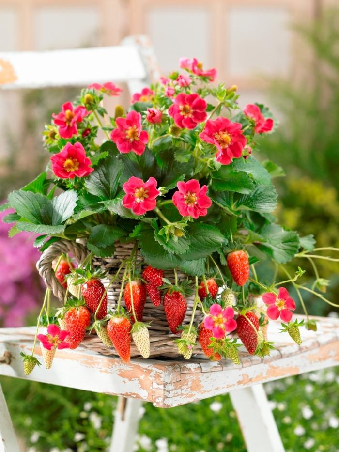 Fragaria x ananassa Tristan