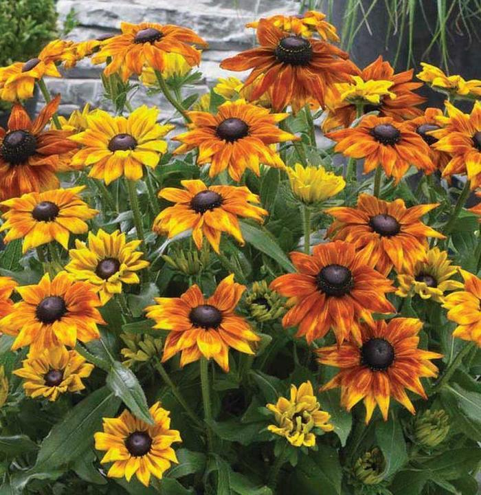 Echibeckia Summerina® Yellow