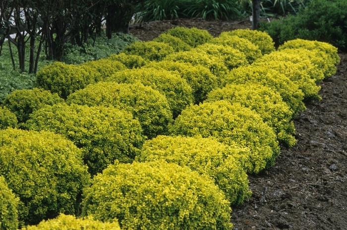 Berberis thunbergii Bonanza Gold PP8215