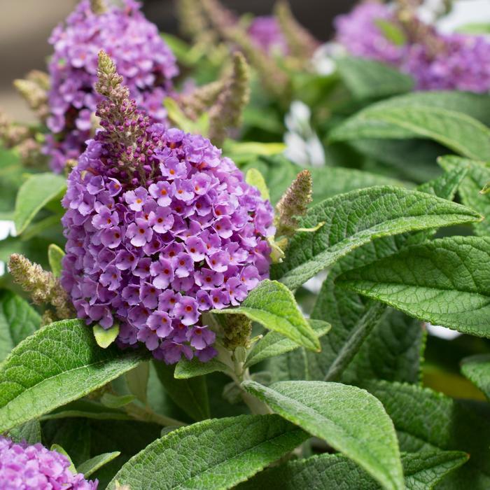 Buddleia davidii Dapper® Lavender