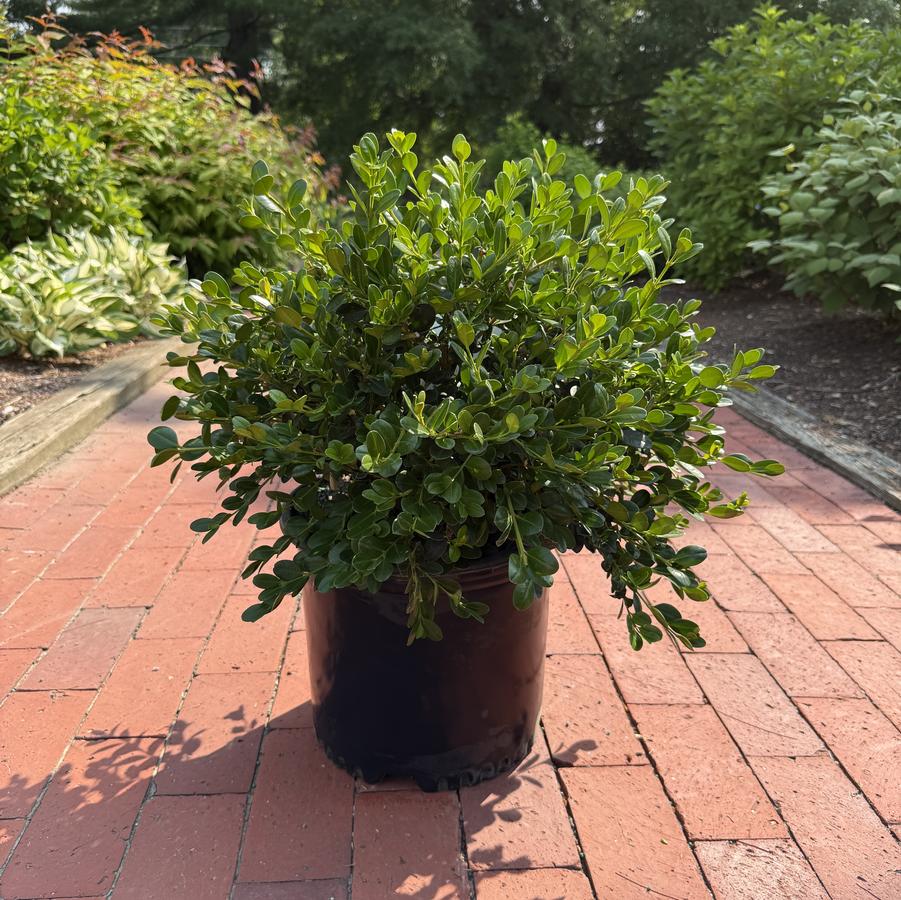 Buxus microphylla kor. Wintergreen