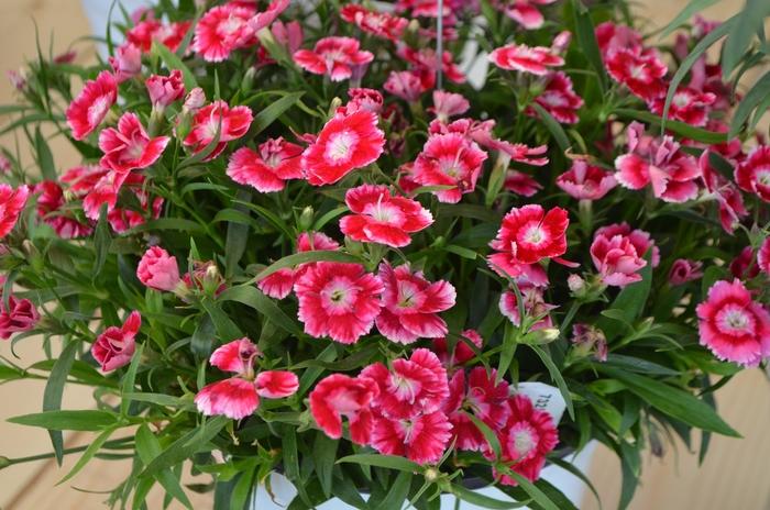 Dianthus Beauties® Olivia Wild