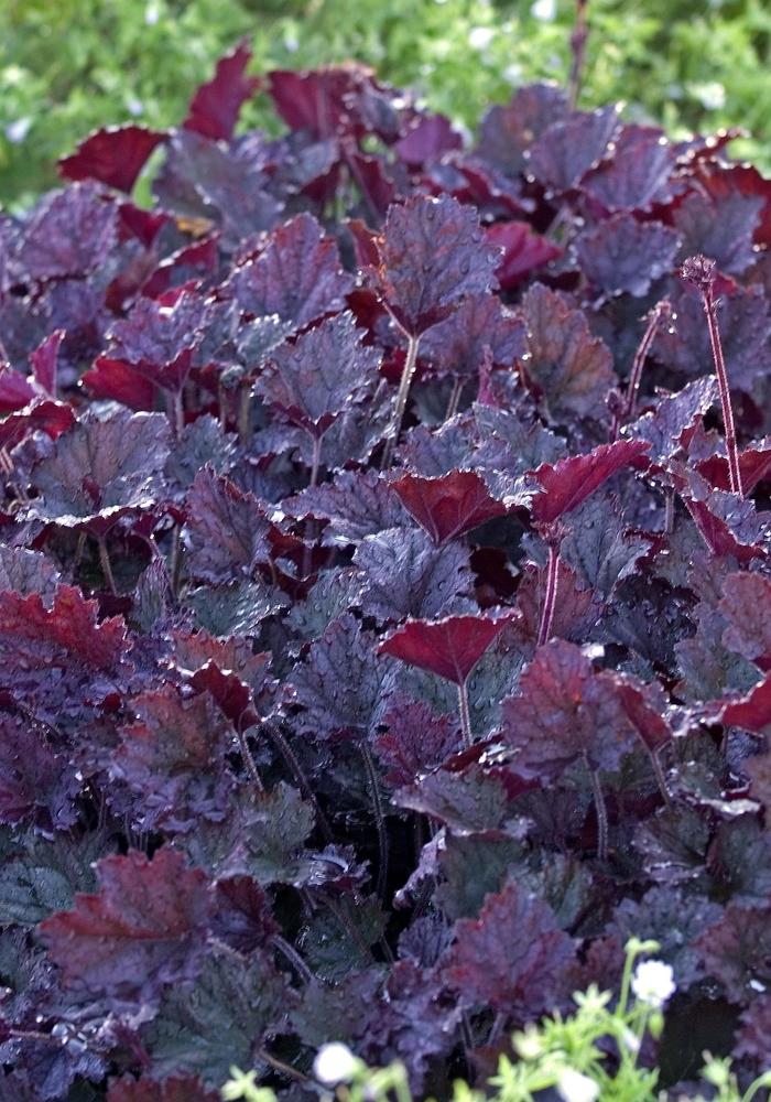 Heuchera Frosted Violet