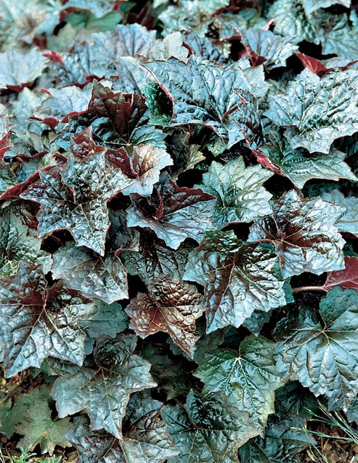 Heuchera micrantha Palace Purple
