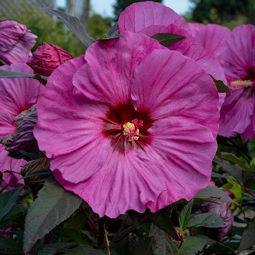 Hibiscus Summerific® Berry Awesome PP27936