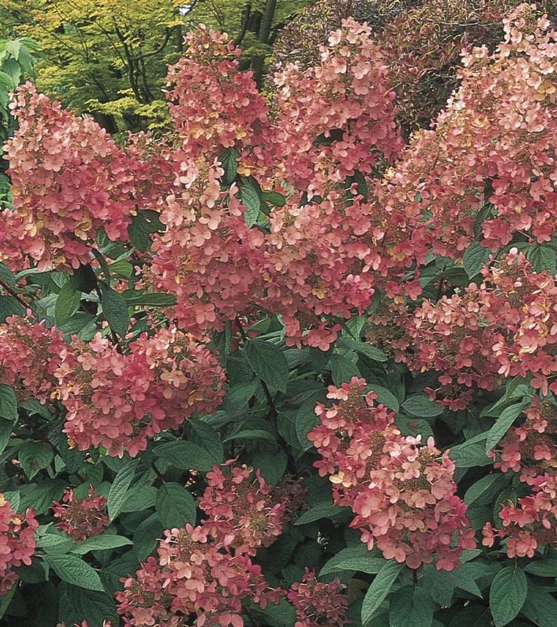 Hydrangea paniculata Pink Diamond (Tree Form)