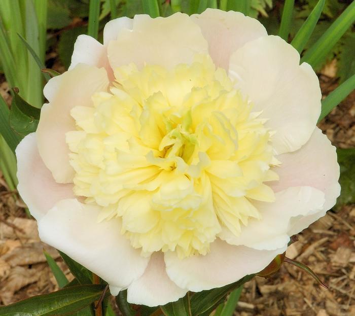 Paeonia lacttiflora Primevere