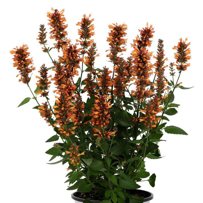 Agastache Honeysticks Ember